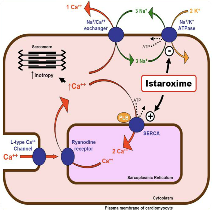 Istaroxime Mechanism Diagram